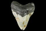 Fossil Megalodon Tooth - North Carolina #108987-1